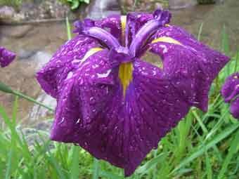 紫色の花弁をつけたハナショウブの花をアップで撮影した写真