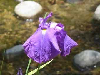 水辺をバックに青紫色の花弁をつけたハナショウブをアップで撮影した写真