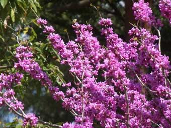 赤みを帯びた紫色の小さな花を密集して枝につけて咲いているハナズオウの写真