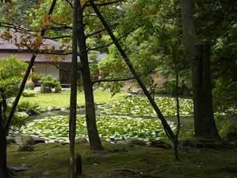 時雨亭の庭にあるスイレンの葉が浮かぶ長谷池の写真