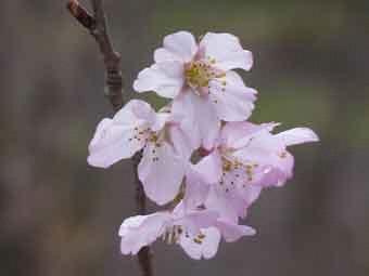 淡いピンク色の花弁をしたヒガン系の桜をアップで撮影した写真
