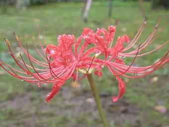 鮮やかな赤い花を咲かせるヒガンバナをアップで撮影した写真