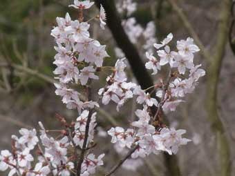 薄いピンク色の可憐な花が満開の、ヒガン系桜をアップで撮影した写真