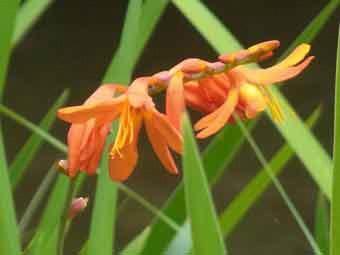 鮮やかなオレンジ色の花弁をつけたヒメヒオウギズイセンの花をアップで撮影した写真