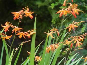細長く、先端がとがった形の葉とオレンジ色の花のヒメヒオウギズイセンの写真