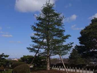 園内の庭園に立つ1本の姫小松の木の写真