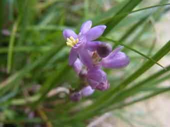 淡紫色の小さな花がまばらにつく、ヒメヤブランの花をアップで撮影した写真