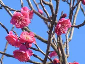 濃い桃色をした八重咲きの緋の司をアップで撮影した写真
