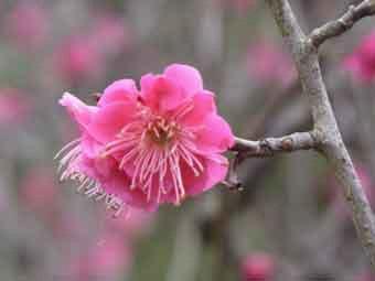 濃い桃色をした八重咲きの緋の司の花をアップで撮影した写真