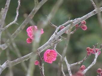 濃い桃色をした花が開花し始めた、緋の司の花をアップで撮影した写真