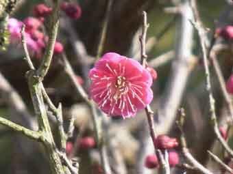 ピンク色の花弁をつけ咲き始めた緋の司の花をアップで撮影した写真
