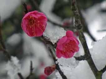小ぶりでピンク色の花弁の緋の司に雪が積もっている写真