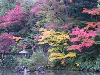 瓢池奥の木々が紅色や黄色に色づいている写真