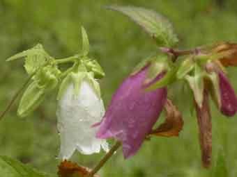 白や紫色の釣鐘型の花びらがついたホタルブクロの花をアップで撮影した写真