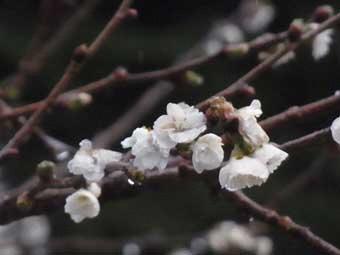 白い小さな花びらをつけた、冬桜をアップで撮影した写真