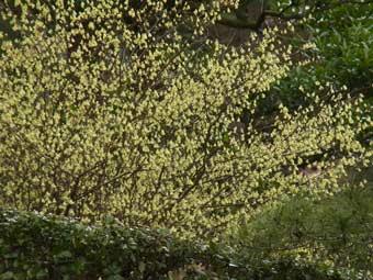 丸みのある黄白色の小花をつけたヒュウガミズキの写真