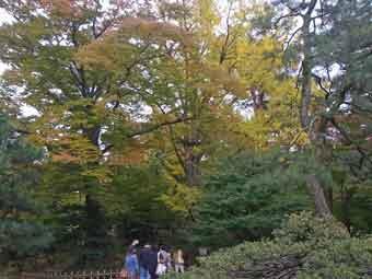大きなイチョウの木が紅葉で黄色く色づいている写真