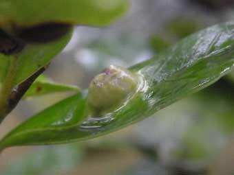 長楕円形のイスノキの葉の中央に、ポッコリと膨れ上がったこぶがついている写真