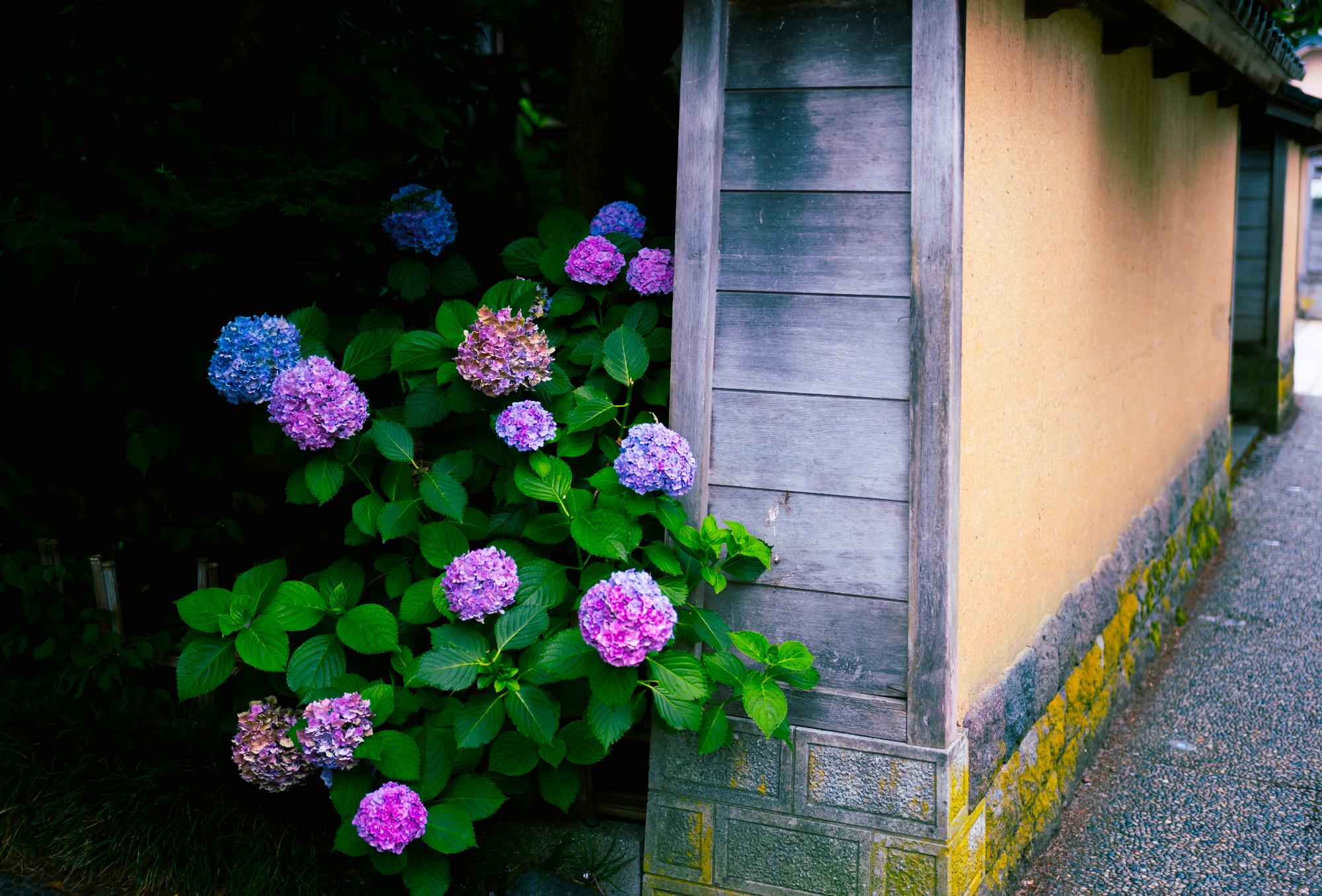 日川 貴仁「彩り」