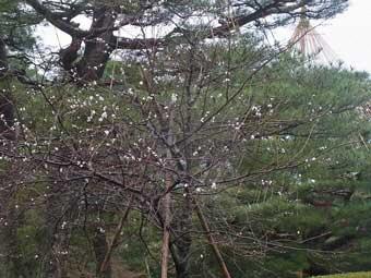 白い花が咲き始めた十月桜の木の写真