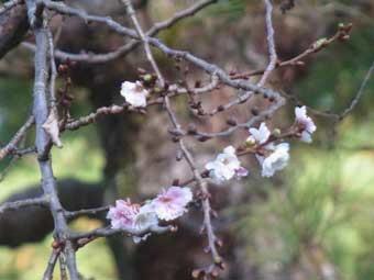 白色や薄いピンク色の花弁をつけた、十月桜の花をアップで撮影した写真