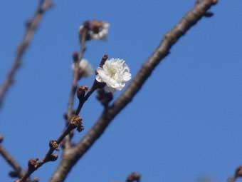 小さくて白い花びらをつけた十月桜の花が開花し始めた写真