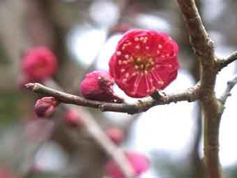 赤みがかったピンク色の花弁をつけ開花した鹿児島紅の花をアップで撮影した写真