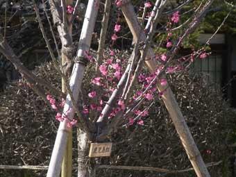 鮮やかなピンク色の花をつけた鹿児島紅の木の写真