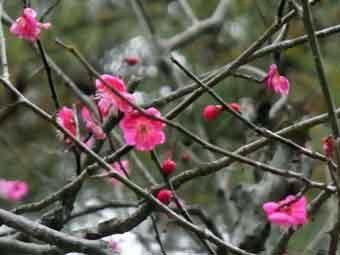 濃いピンク色の鹿児島紅の満開の花の写真