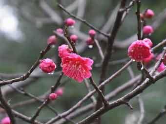 濃いピンク色の花弁の鹿児島紅をアップで撮影した写真