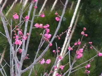 枝に小さくて鮮やかなピンク色の花弁をつけた鹿児島紅の花が咲いている写真