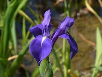 濃い青紫色の花弁のカキツバタの花をアップで撮影した写真