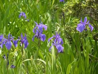 青紫色の花弁をつけたカキツバタの花の写真