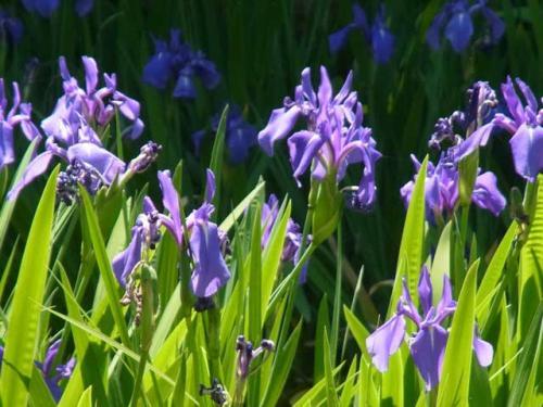 太陽の光を浴びて色鮮やかな青紫色の花弁をつけたカキツバタの花の写真