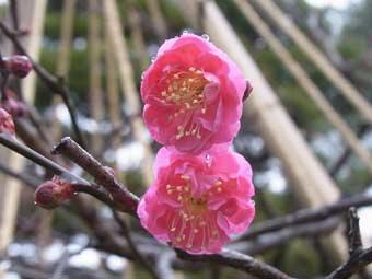 ピンク色の花弁をつけた2輪の八重寒紅梅の花をアップで撮影した写真