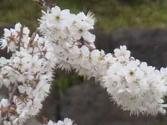 満開の白色の花弁のカラミザクラをアップで撮影した写真