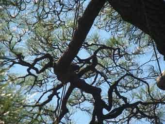 青空の下、枝が空に向かって伸びている唐崎松を下から撮影した写真
