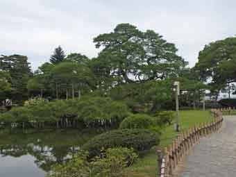 遊歩道の左側にある池の畔に生えている大きな唐崎松の写真