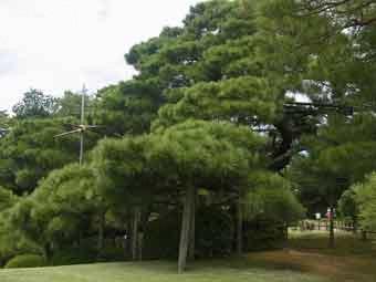 園内の樹木に覆われた中に立つ唐崎松の写真