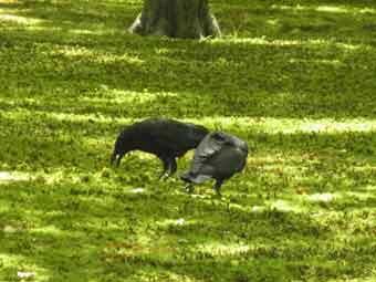 芝生が生い茂っている地面で餌をあさっている2羽のカラスの写真