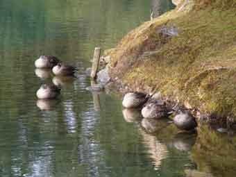 池の端に身を寄せ合って浮かんでいるカルガモの写真