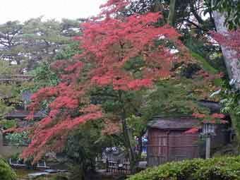霞ヶ池に生えている樹木の葉が紅葉している写真