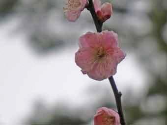 淡い桃色の大輪の八重咲きの花弁をつけた見驚の花をアップで撮影した写真