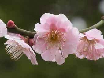 淡い桃色の大輪の花を咲かせた見驚の花をアップで撮影した写真
