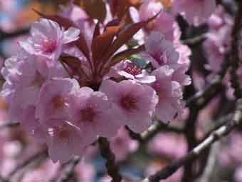 満開に咲いている桜のアップ写真