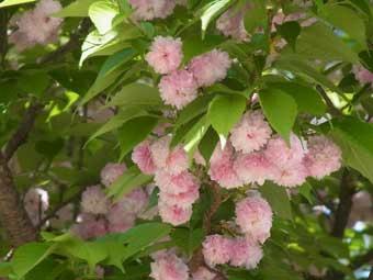 緑色の葉の間に淡いピンク色の花が咲いている兼六園菊桜の写真