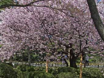 ピンク色の花が満開に咲いている桜の木の写真