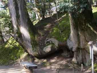 ベンチの裏の小高い山に巨樹ケヤキの太い根が張っている写真