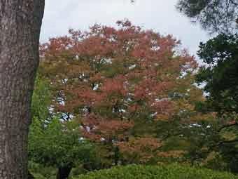 紅葉で葉が赤く色づいてきたケヤキの木の写真