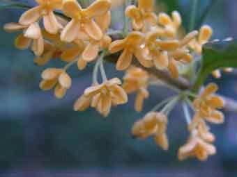 薄オレンジ色の花弁をつけたキンモクセイの花をアップで撮影した写真